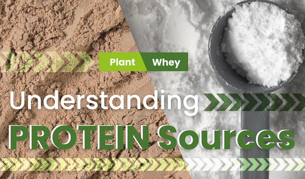 Whey Protein Vs Plant Protein: Which To Choose?